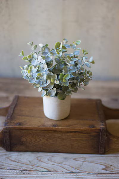 Boxwood Sage Green Plant in Concrete Pot