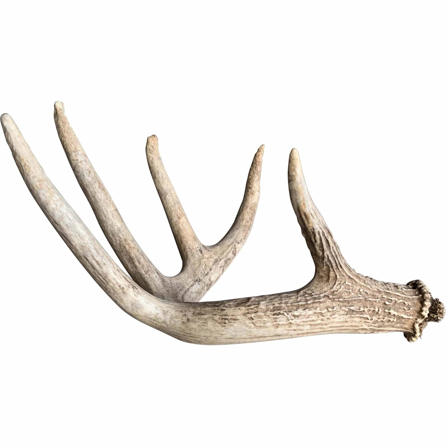 Deer Antler Piece