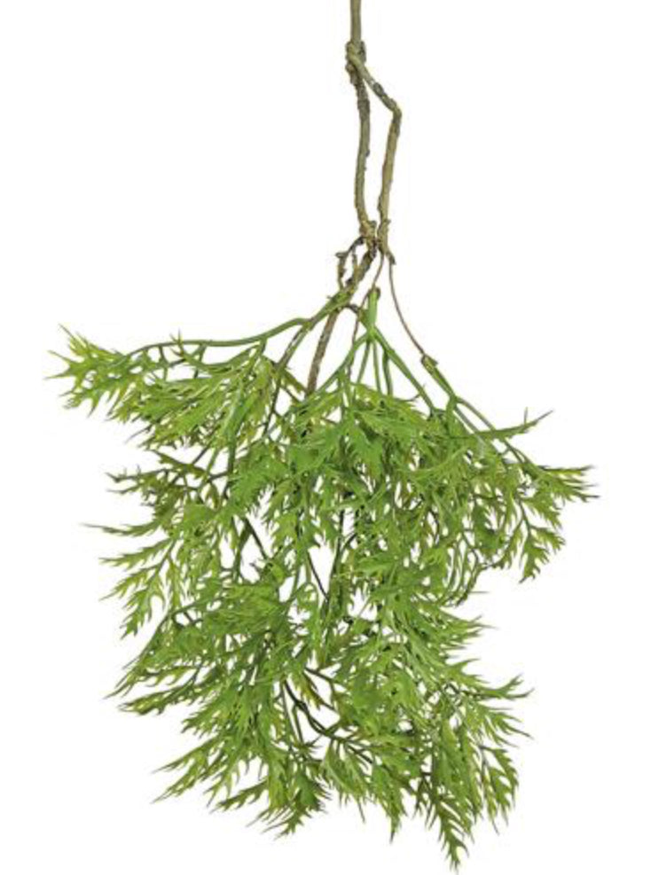 Ming Aralia Spray 22” Green