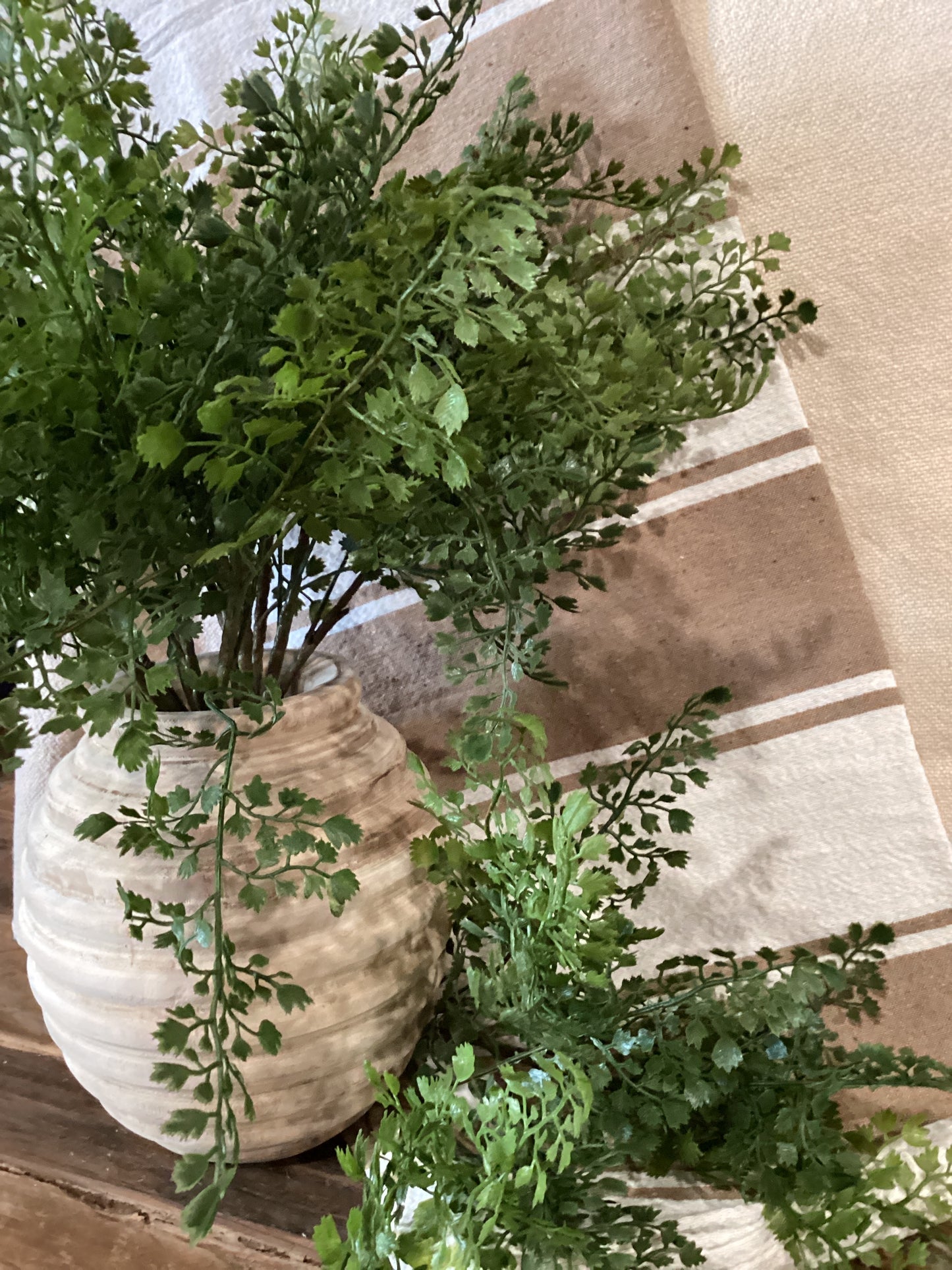 Maidenhair Fern Bush