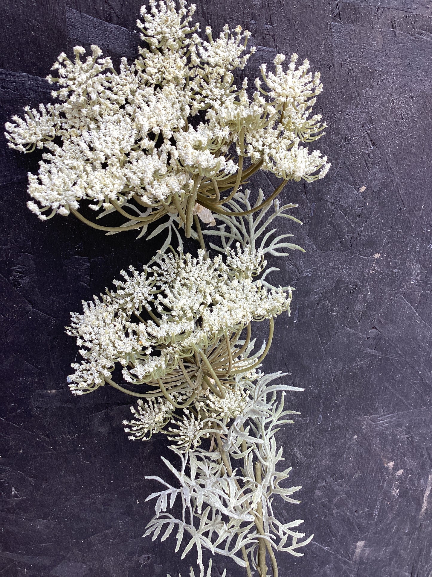 White Lace Stem