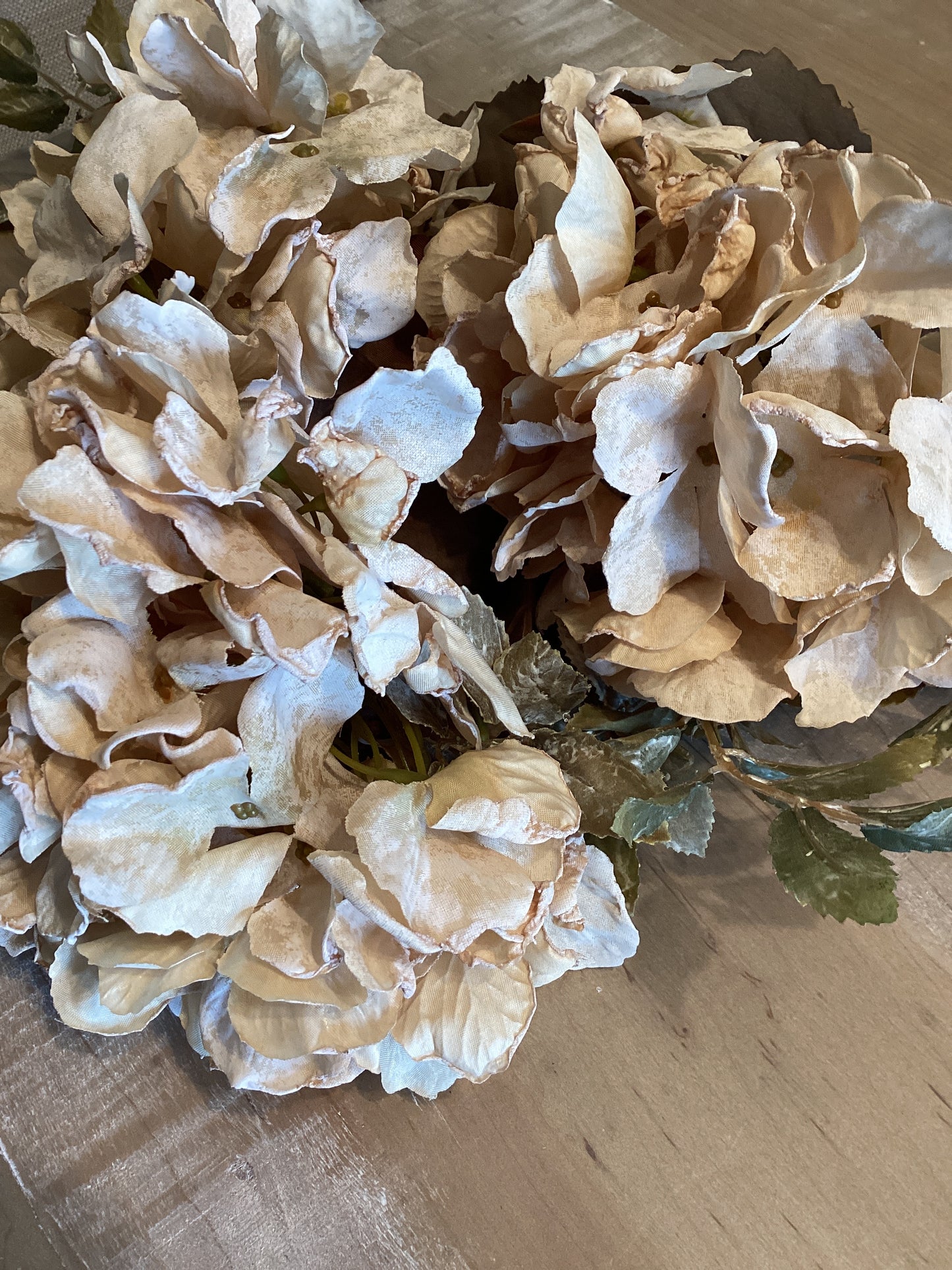 Hydrangea Cream Color