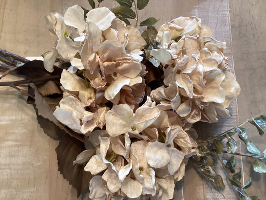 Hydrangea Cream Color