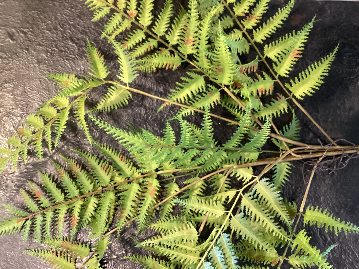 26” Forest Fern