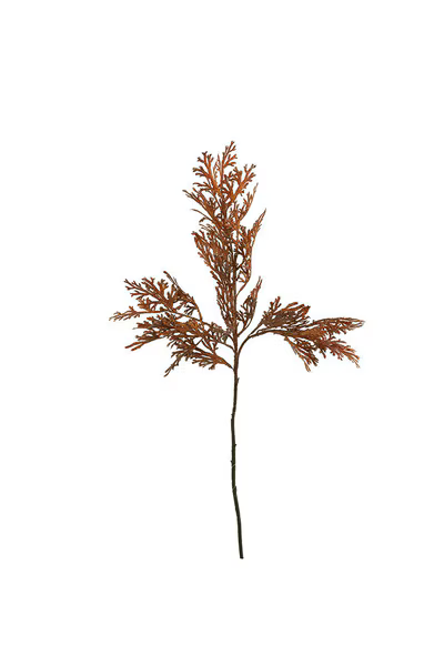 26” Botanical Stem