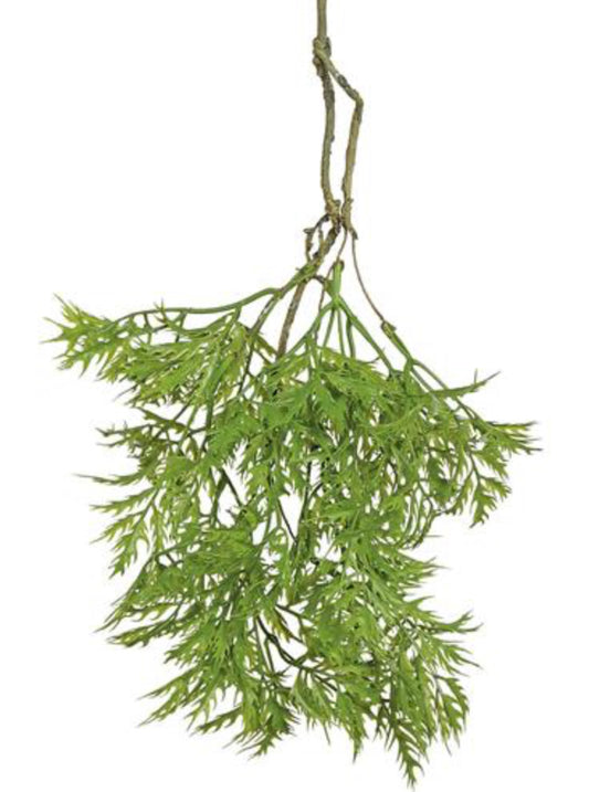 Ming Aralia Spray 22” Green