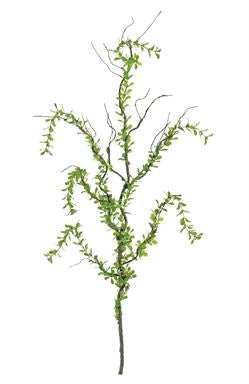 Creeping Plagiomnium Branch 40” Green