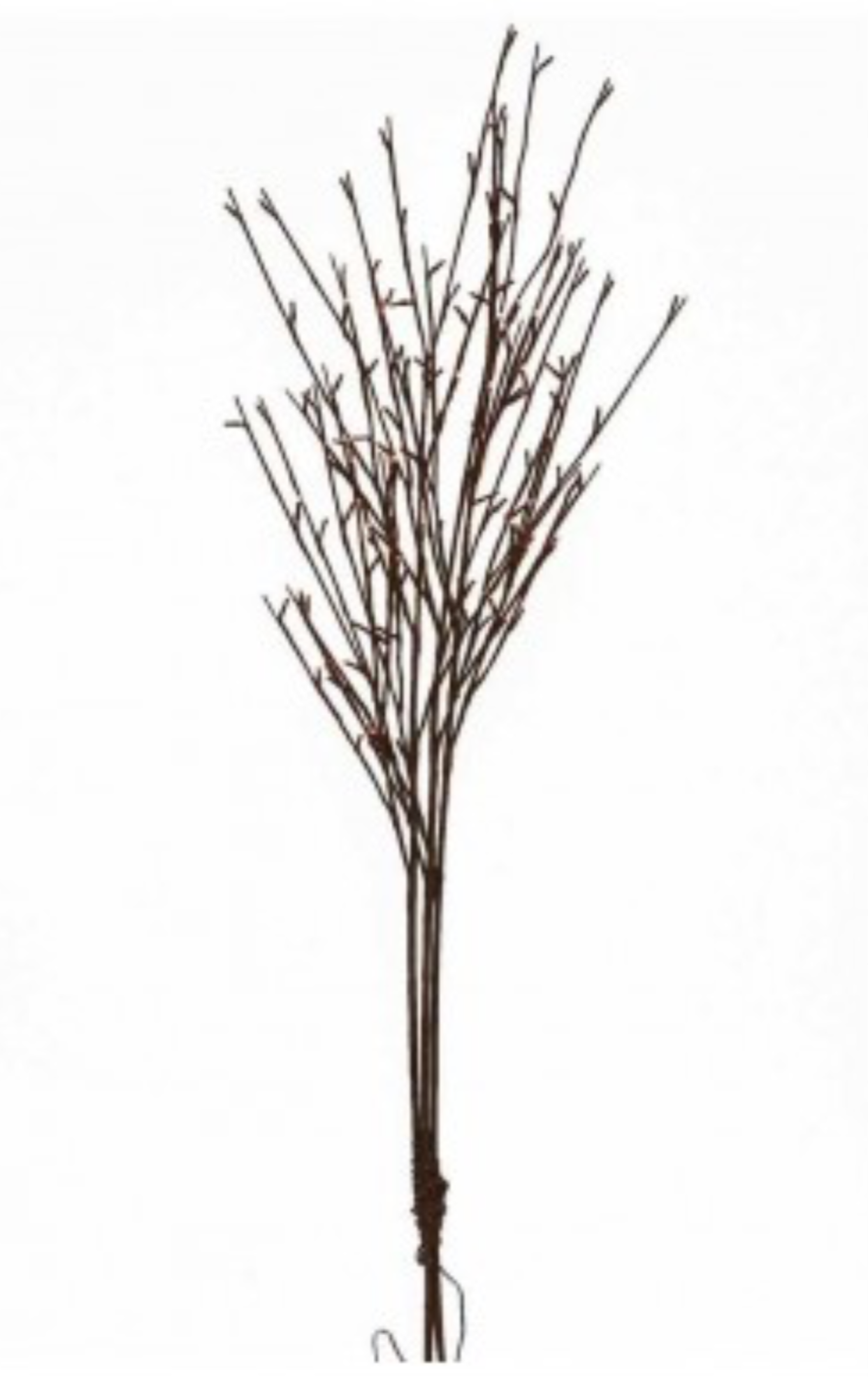 LED Willow Branch W/LEDs 50”