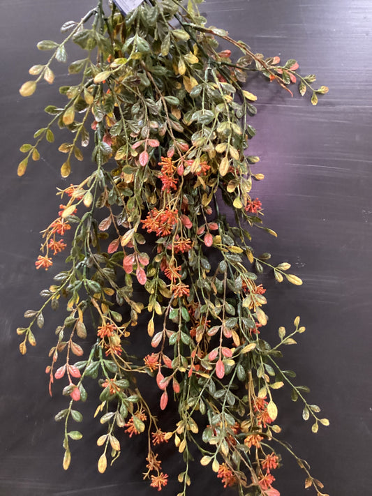 Boxwood Berry vine