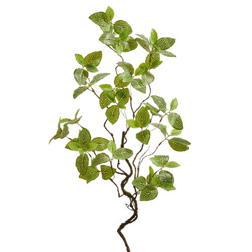 Fittonia Vine 48” Green/Cream