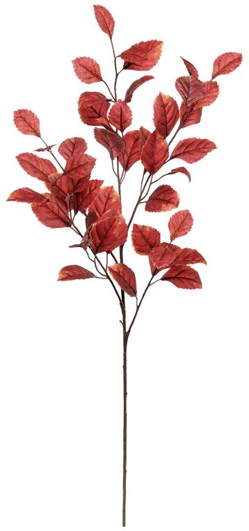 Beech Leaves