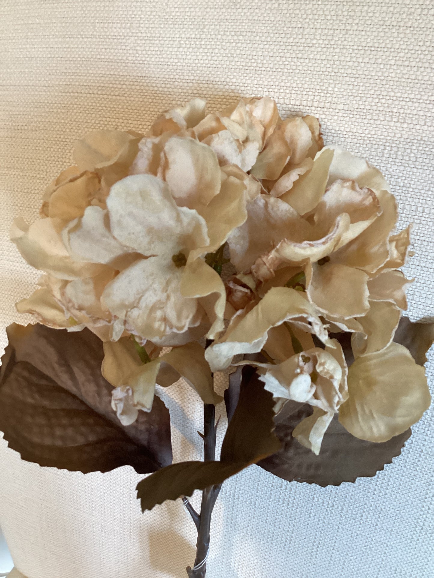 Hydrangea Cream Color