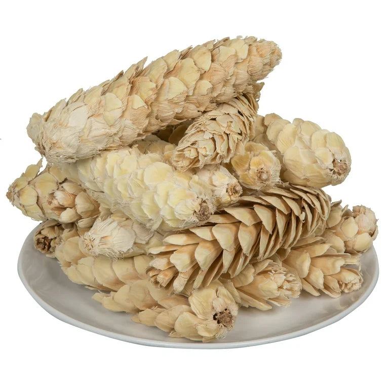 10” Natural Strobus Botanical each pc.