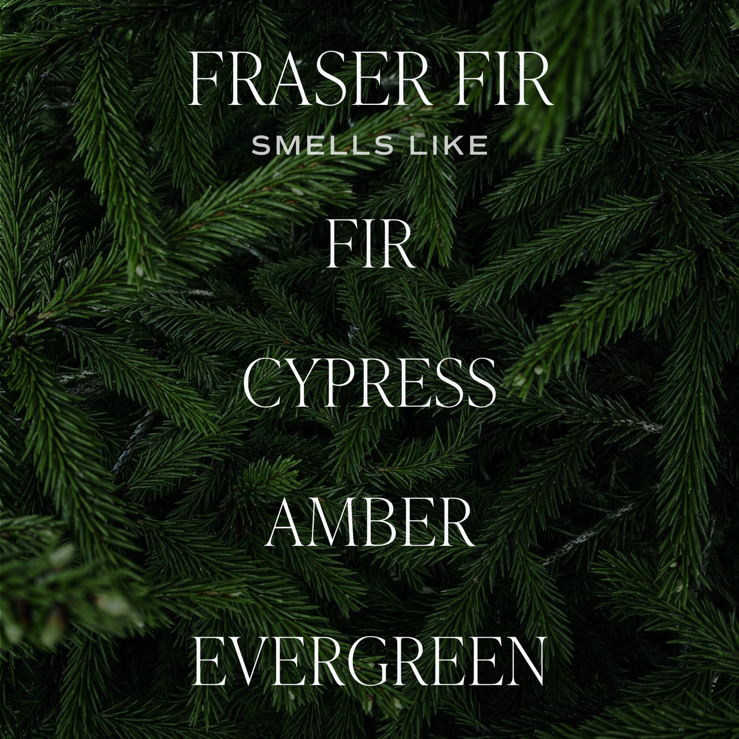 *NEW* Fraser Fir Hanging Air Freshener